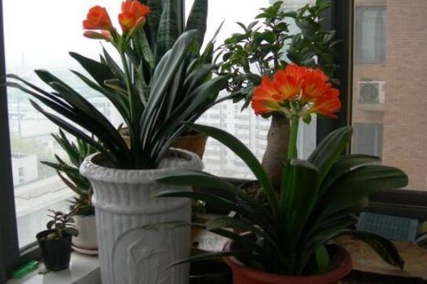 家里养君子兰好吗 养君子兰对风水的作用(摆放位置)