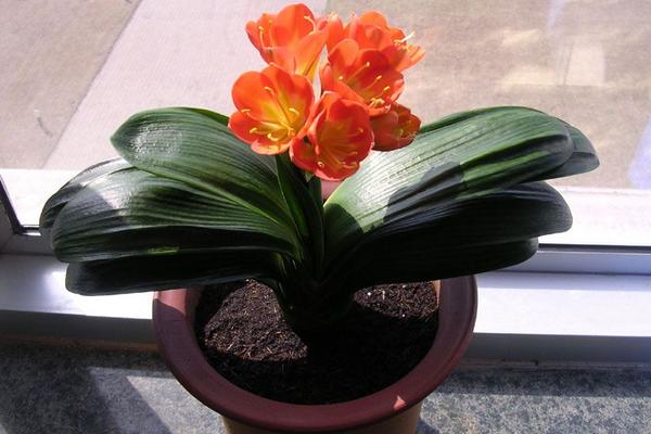 家里养君子兰好吗 养君子兰对风水的作用(摆放位置)