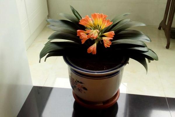 家里养君子兰好吗 养君子兰对风水的作用(摆放位置)