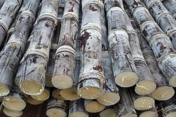 甘蔗市场价格多少钱一斤  甘蔗的功效和作用