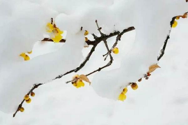 腊梅种子市场价格多少钱一斤 腊梅种子什么时候播种