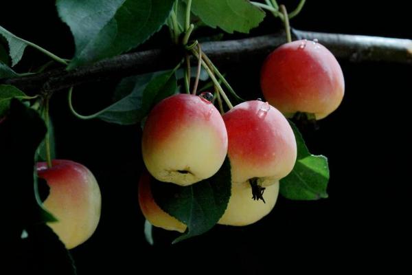 海棠果和苹果的区别是什么 海棠果是什么