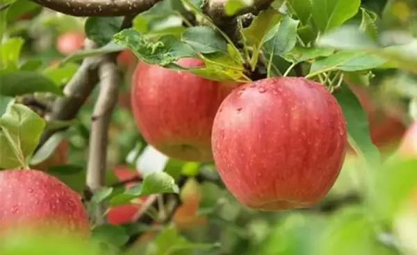 海棠果和苹果的区别是什么 海棠果是什么