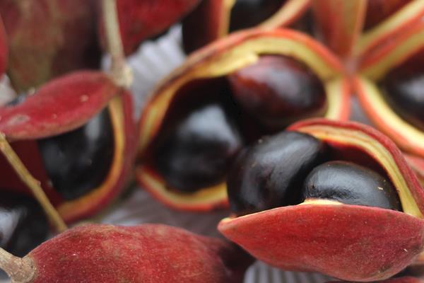 凤眼果怎么种 凤眼果种植技术与注意事项