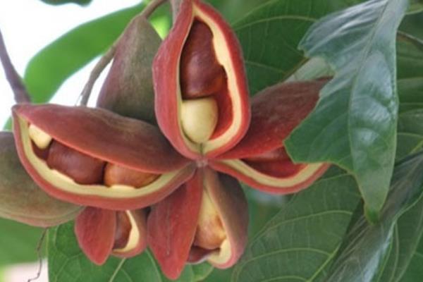 凤眼果怎么种 凤眼果种植技术与注意事项