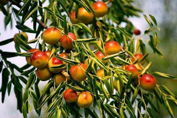 冬枣什么时候成熟(几月) 冬枣是什么季节的水果