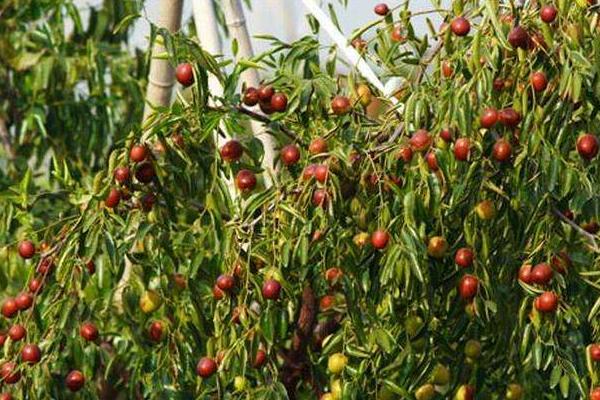 冬枣什么时候成熟(几月) 冬枣是什么季节的水果