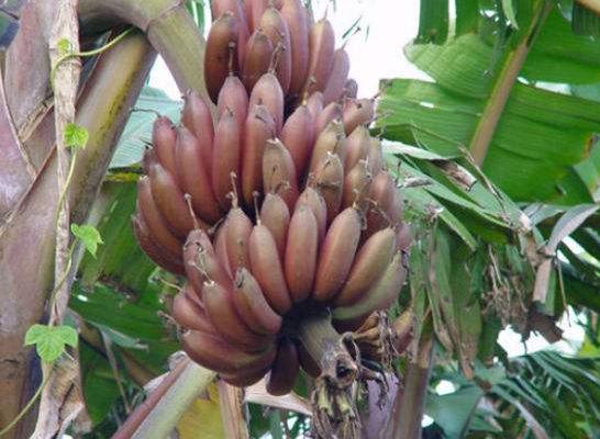 红香蕉市场价格多少钱一斤 红香蕉产地在哪里