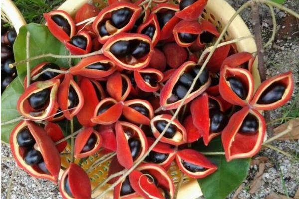 凤眼果是什么季节的水果(几月) 凤眼果种多少年才结果