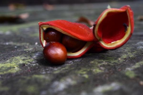 凤眼果是什么季节的水果(几月) 凤眼果种多少年才结果
