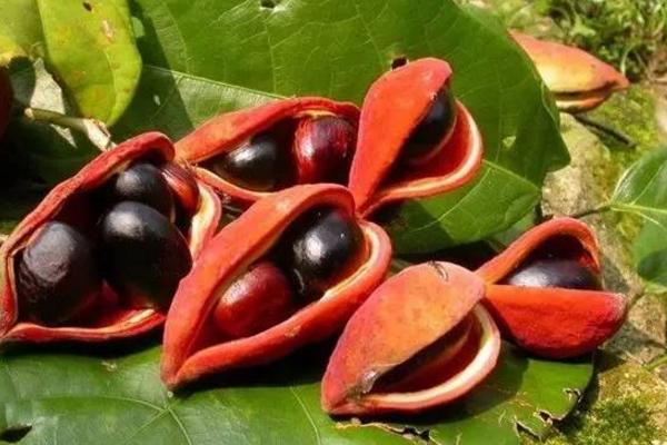 凤眼果是什么季节的水果(几月) 凤眼果种多少年才结果