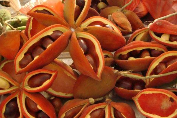 凤眼果是什么季节的水果(几月) 凤眼果种多少年才结果