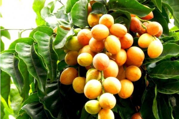 黄皮果怎么种 黄皮果种植技术与注意事项