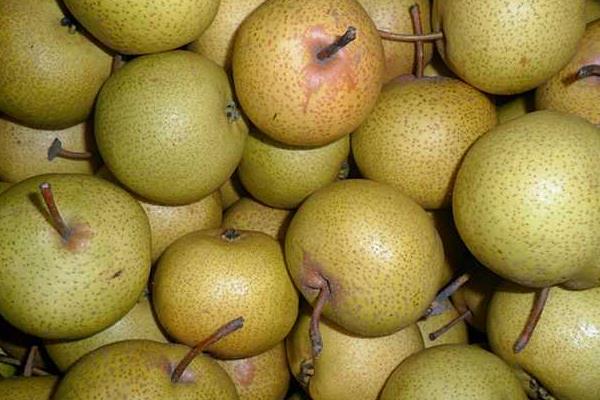 酸梨的功效与作用及禁忌 酸梨营养价值