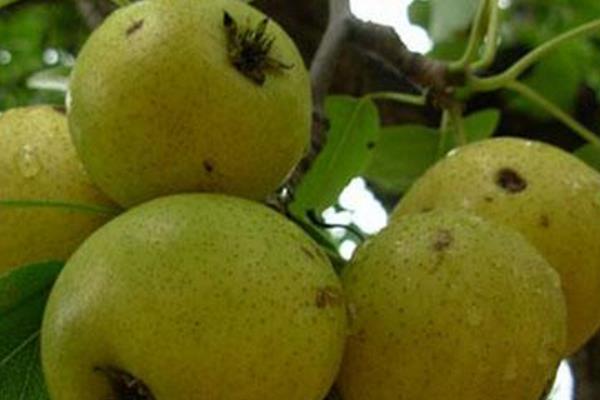 酸梨的功效与作用及禁忌 酸梨营养价值