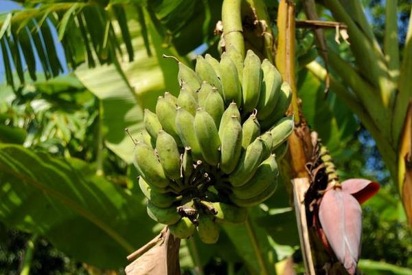 芭蕉和米蕉的区别是什么 芭蕉和香蕉的区别