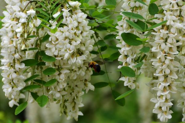 槐花什么时候开(几月) 描写槐花的诗句有哪些