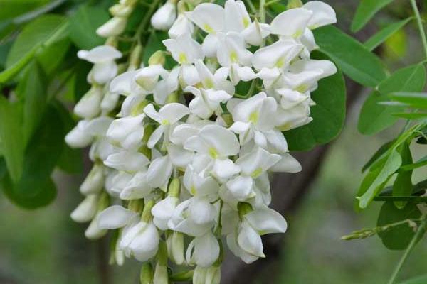 槐花什么时候开(几月) 描写槐花的诗句有哪些