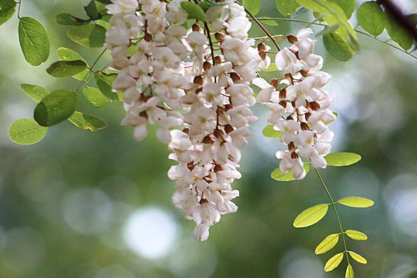 槐花什么时候开(几月) 描写槐花的诗句有哪些