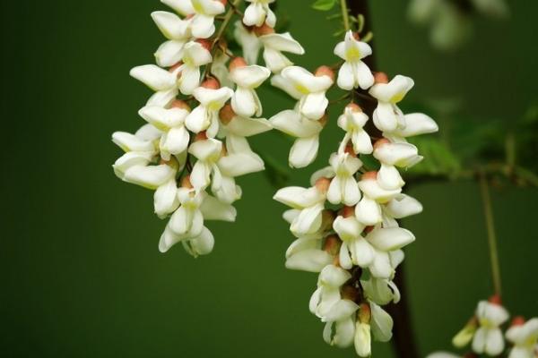 槐花什么时候开(几月) 描写槐花的诗句有哪些