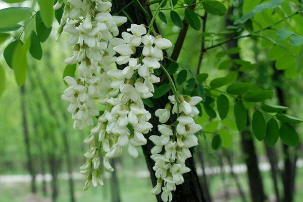 槐花什么时候开(几月) 描写槐花的诗句有哪些