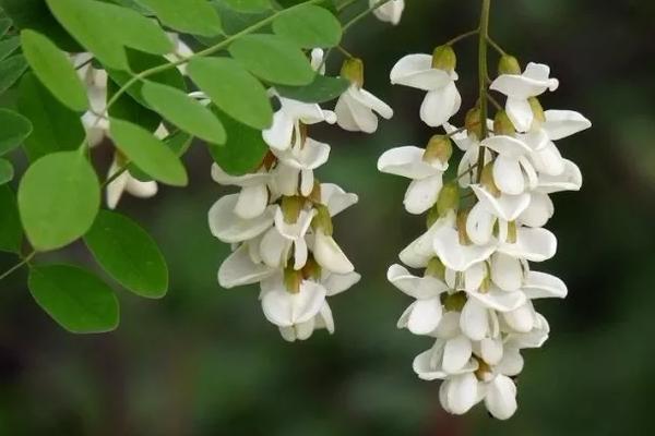 槐花什么时候开(几月) 描写槐花的诗句有哪些