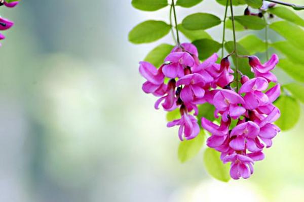 槐花什么时候开(几月) 描写槐花的诗句有哪些