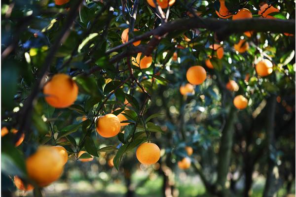 血橙怎么种 血橙种植技术与注意事项