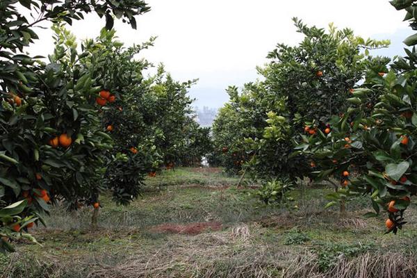 血橙怎么种 血橙种植技术与注意事项