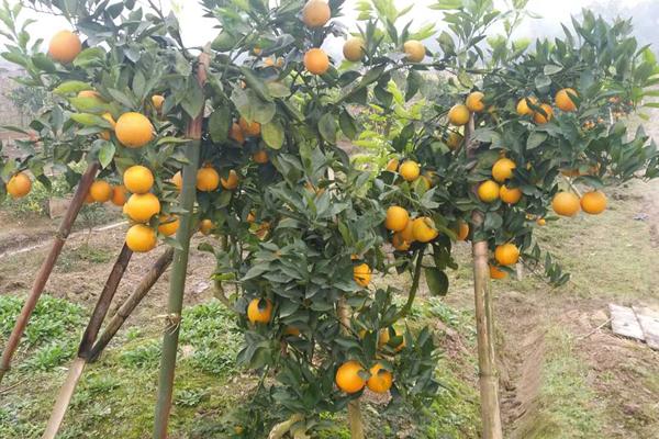 血橙怎么种 血橙种植技术与注意事项