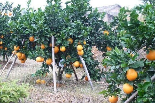 血橙怎么种 血橙种植技术与注意事项