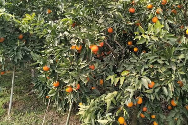 血橙怎么种 血橙种植技术与注意事项