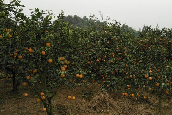 血橙怎么种 血橙种植技术与注意事项