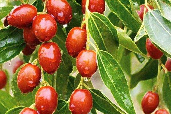 金丝小枣的功效与作用 金丝小枣营养价值