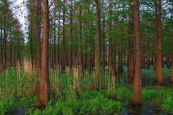 水杉图片大全(含盆景) 水杉是什么植物