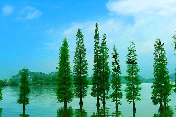 水杉图片大全(含盆景) 水杉是什么植物