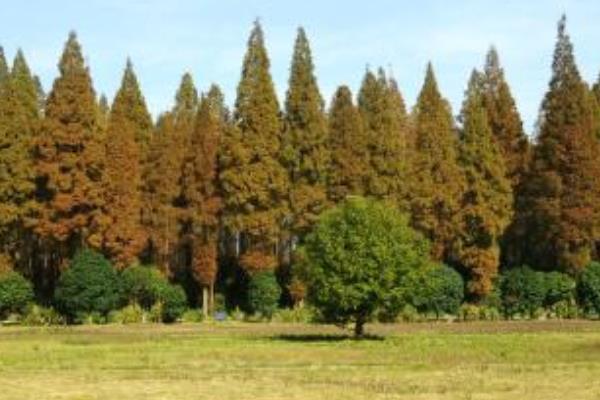 水杉图片大全(含盆景) 水杉是什么植物