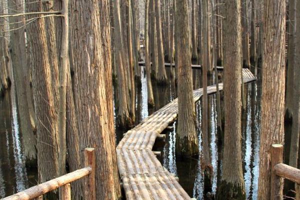 水杉图片大全(含盆景) 水杉是什么植物