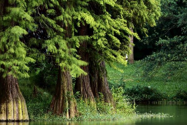 水杉图片大全(含盆景) 水杉是什么植物