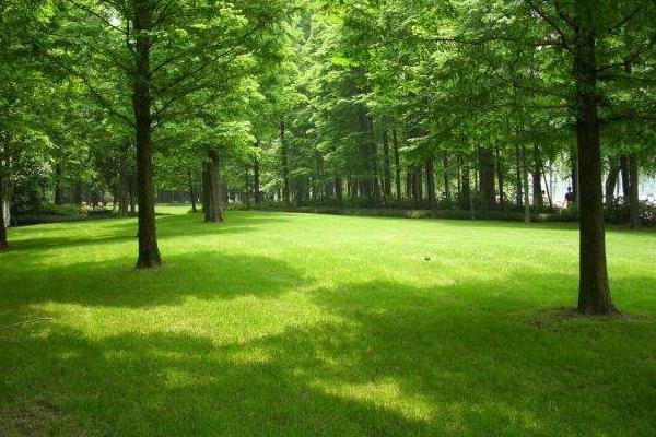 水杉图片大全(含盆景) 水杉是什么植物