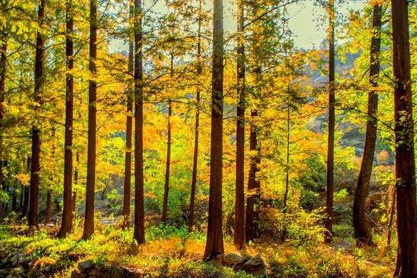 水杉图片大全(含盆景) 水杉是什么植物