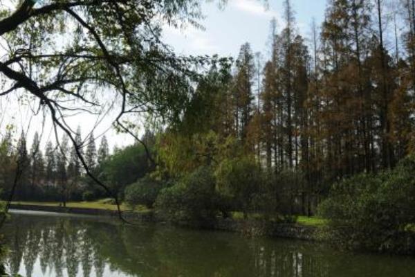 水杉图片大全(含盆景) 水杉是什么植物
