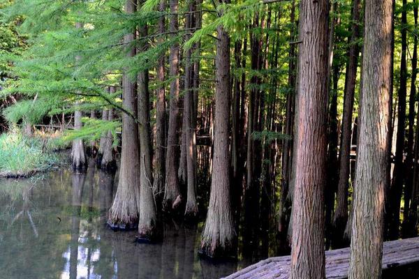水杉图片大全(含盆景) 水杉是什么植物