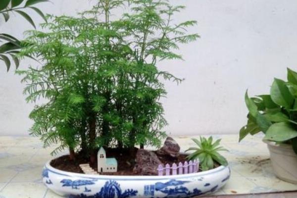 水杉盆景市场价格多少钱一盆 水杉盆景的种植方法