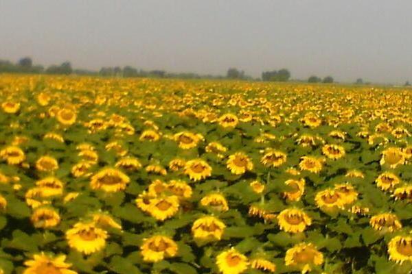 瓜子怎么种 瓜子种的时候要泡吗