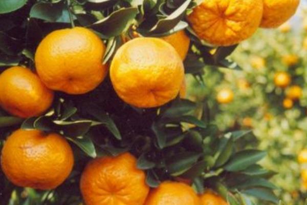 芦柑什么时候成熟(几月) 芦柑是什么季节的水果