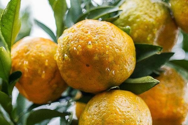 芦柑什么时候成熟(几月) 芦柑是什么季节的水果