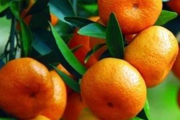 芦柑什么时候成熟(几月) 芦柑是什么季节的水果