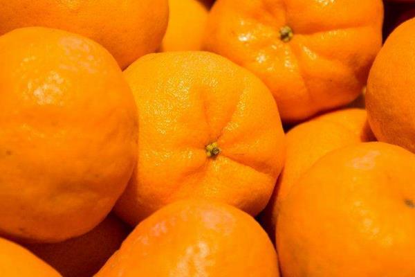 芦柑什么时候成熟(几月) 芦柑是什么季节的水果