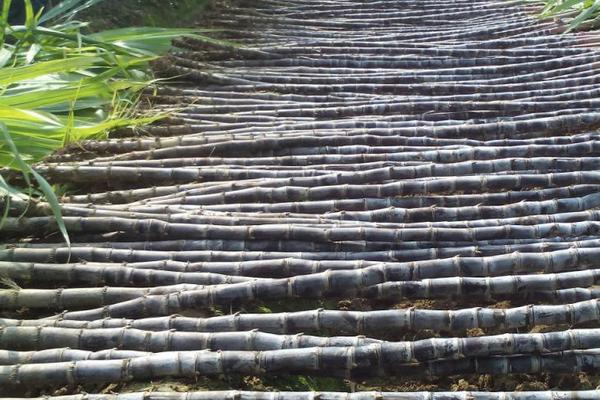 黑皮甘蔗的功效与作用 黑皮甘蔗种植技术